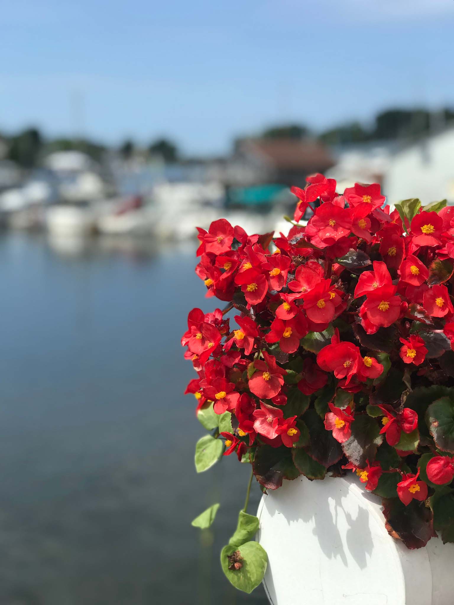 Close up image of some local flowers