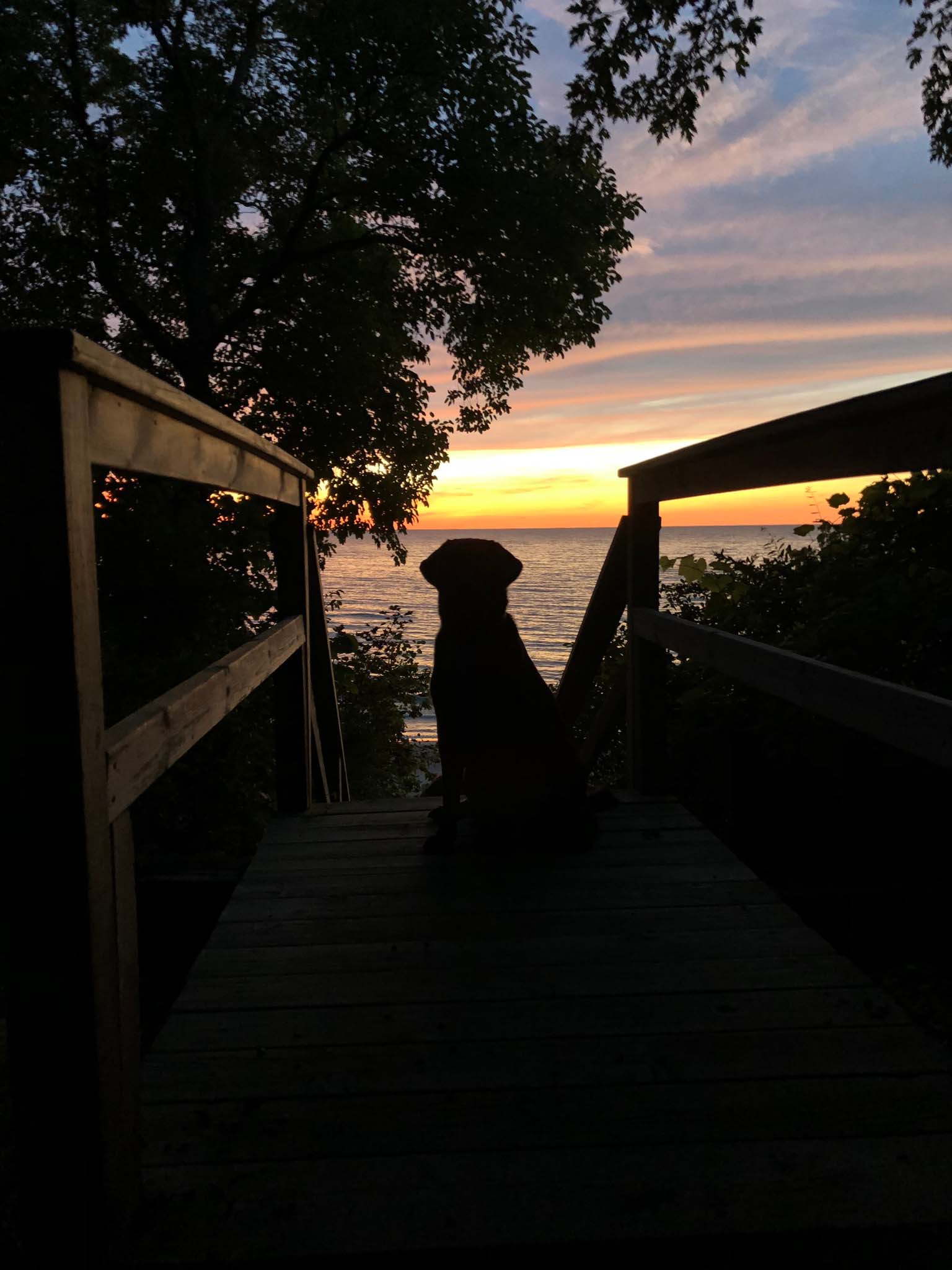 Dog looking out on a deck at the sunset as it goes down