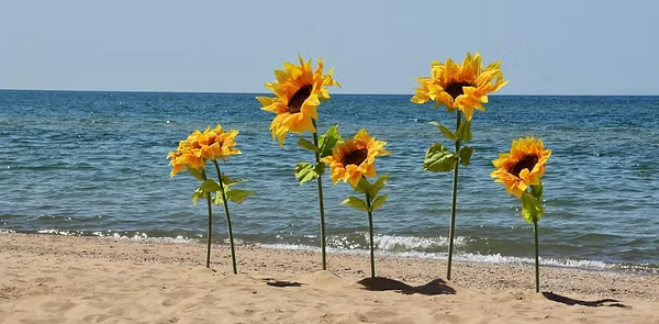 Sunflowers